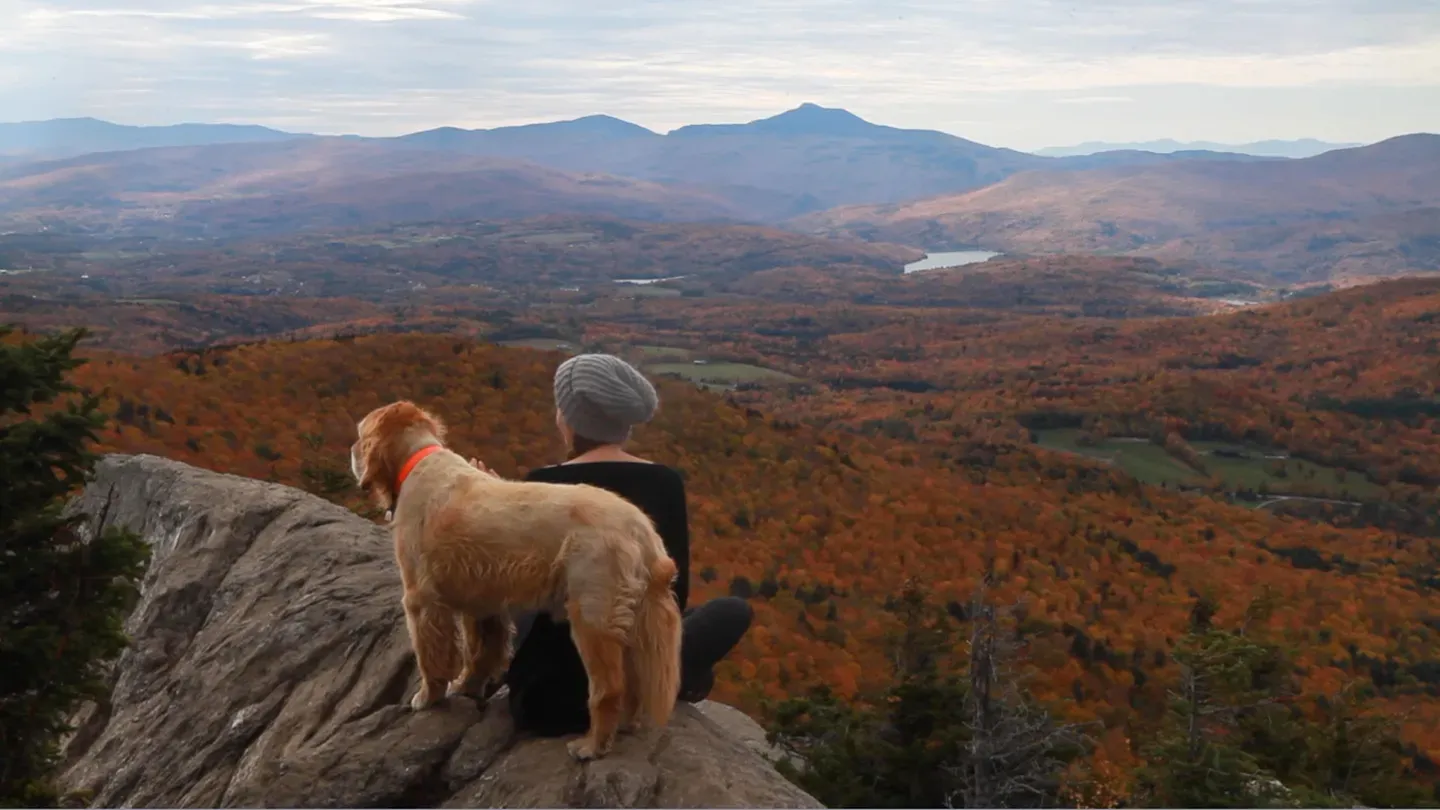 The Mountain Dogs