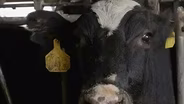 Sneak Peek of America's Dairyland: At the Crossroads