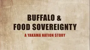 Buffalo and Food Sovereignty: A Yakama Nation Story