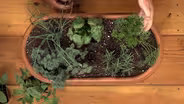 Container Herb Gardens