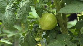 Video thumbnail: Backyard Farmer Backyard Farmer: Tomatoes and the Backyard Farmer Garden