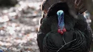 When Turkeys Attack