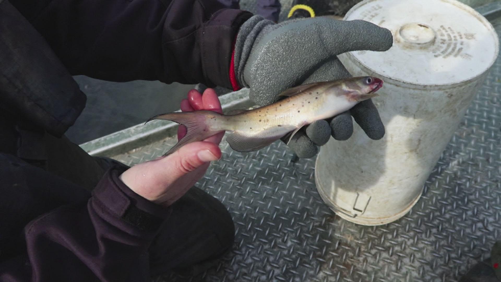 Kentucky Afield, Lake Sturgeon; Quail Hunting; Stock Trout Fishing, Season 39, Episode 13