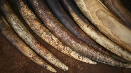 Video thumbnail: Earth Focus Illicit Ivory