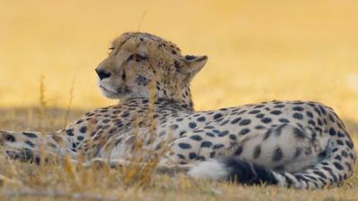 A Cheetah Takes Down an Impala After a Dramatic Chase