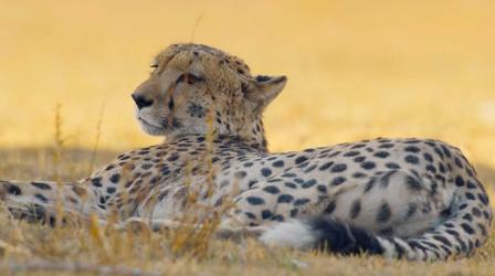 Video thumbnail: Big Cats 24/7 A Cheetah Takes Down an Impala After a Dramatic Chase