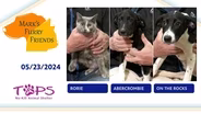 05/21/2024 | Rorie, Abercrombie and On The Rocks | Mark's Furry Friends
