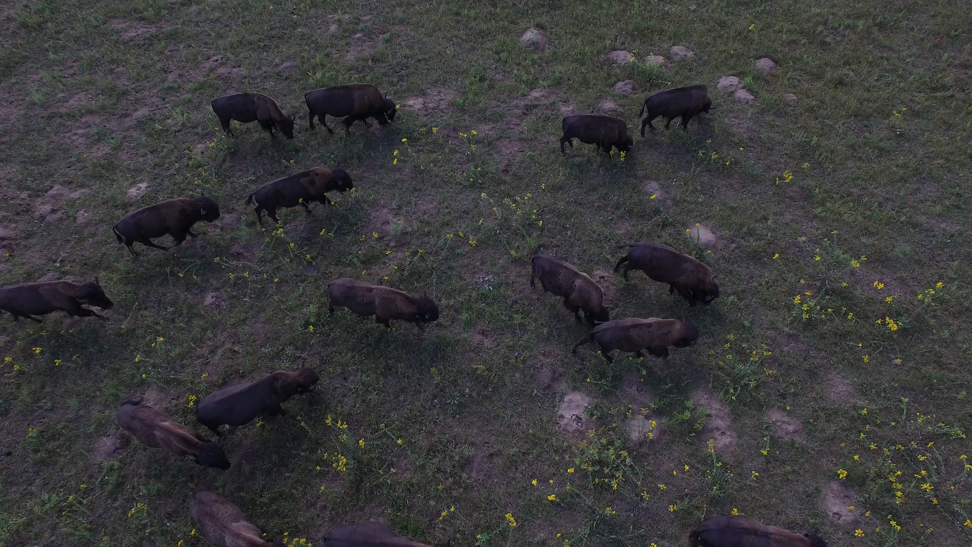 Bison on the Savanna