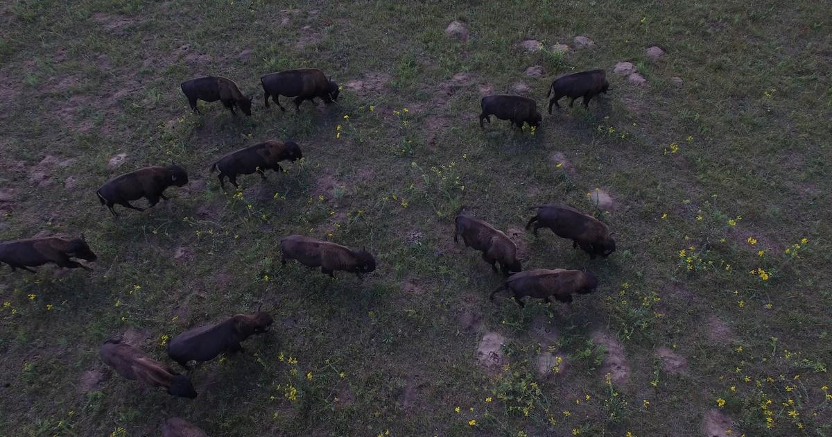 Prairie Sportsman | Bison on the Savanna | Season 11 | Episode 4 | SCETV