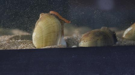 Video thumbnail: SCI NC Mussels Are the Oysters of the River