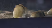 Mussels Are the Oysters of the River