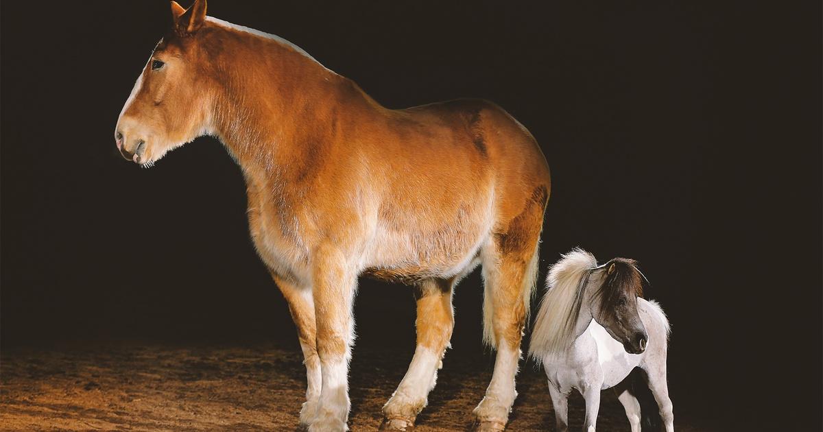 All the Pretty Horses Nature PBS