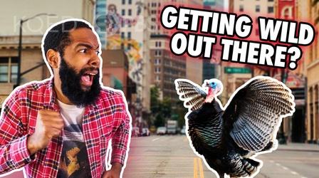 Video thumbnail: Above The Noise Can Wild Animals and Humans Coexist In an Urban World?