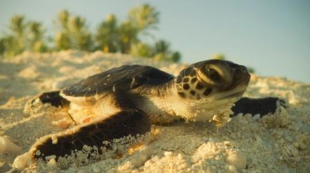 Video thumbnail: Nature Watch Tiny Turtles Tumble Towards the Sea