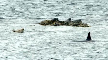 The Sneaky Way Orcas Hunt Seals
