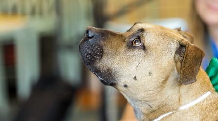 Video thumbnail: Animal Talk Adult Dog Adoption