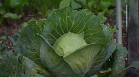 Video thumbnail: Volunteer Gardener Volunteer Gardener 3106