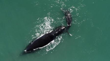 Video thumbnail: NOVA Meet Snow Cone the Right Whale and Her Calf