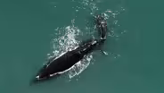 Meet Snow Cone the Right Whale and Her Calf
