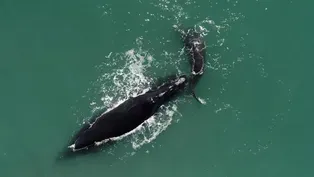 Meet Snow Cone the Right Whale and Her Calf