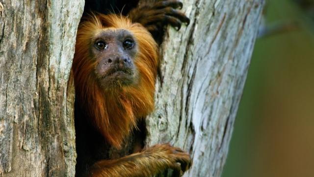 Nature | Devoted Tamarin Dad Leads His Family