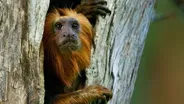 Devoted Tamarin Dad Leads His Family