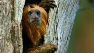 Devoted Tamarin Dad Leads His Family