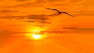 Heat Waves and Bird Deaths