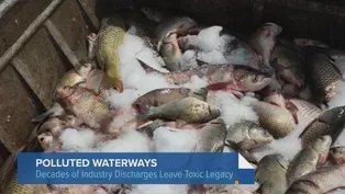 Dangerous 'Forever Chemicals' Found in Freshwater Fish