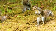 Squirrels