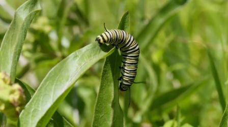 Citizen Science Story: Monarch Larva Monitoring Project