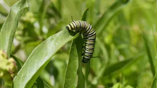 Citizen Science Story: Monarch Larva Monitoring Project