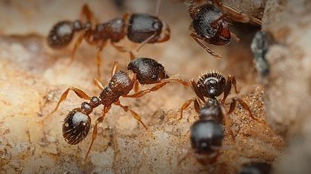 Video thumbnail: Insectarium How Ants Make Our Cities Healthier