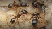 How Ants Make Our Cities Healthier