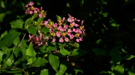 Video thumbnail: Central Texas Gardener Butterflies Across Borders
