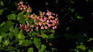 Butterflies Across Borders