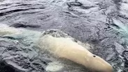 Beluga Whales Adjust to Life at Shedd Aquarium