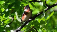 THE BIRD IS THE WORD!