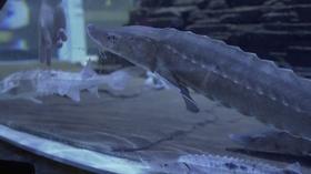 Video thumbnail: Great Lakes Now Great Lakes Now Virtual Field Trip - Lake Sturgeon