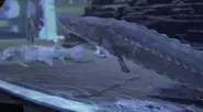 Great Lakes Now Virtual Field Trip - Lake Sturgeon