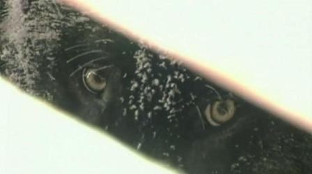 Video thumbnail: Earth Focus Shades of Gray: Living with Wolves