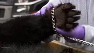 Hundreds of bears killed in first round of annual hunt
