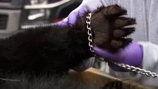Hundreds of bears killed in first round of annual hunt