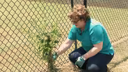 Planting Vines & Systemics