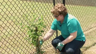 Planting Vines & Systemics