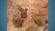 Appraisal: Pre-Columbian Ceramic Fragments