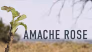Amache Rose