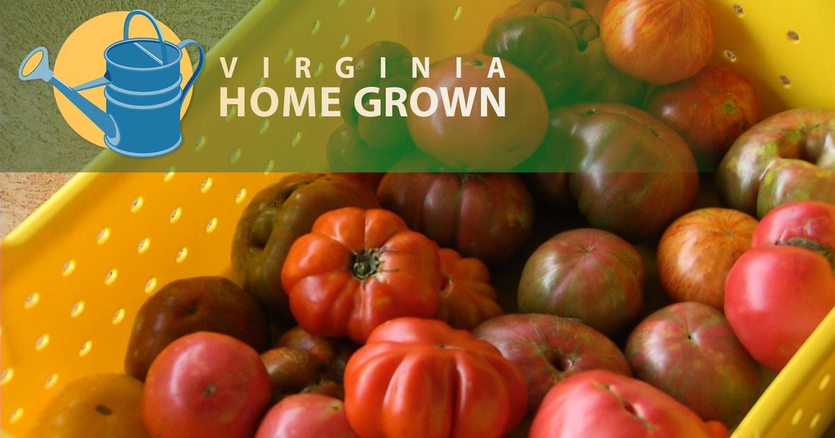 Virginia Home Grown Tufton Farm Heritage Crops Season 19 Episode