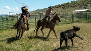 Offseason? For skijoring champions, there’s no such thing