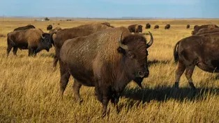 Buffalo Harvest and Release